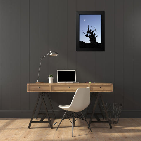 CA, White Mts, Moon and ancient bristlecone pine Black Modern Wood Framed Art Print by Kirkland, Dennis