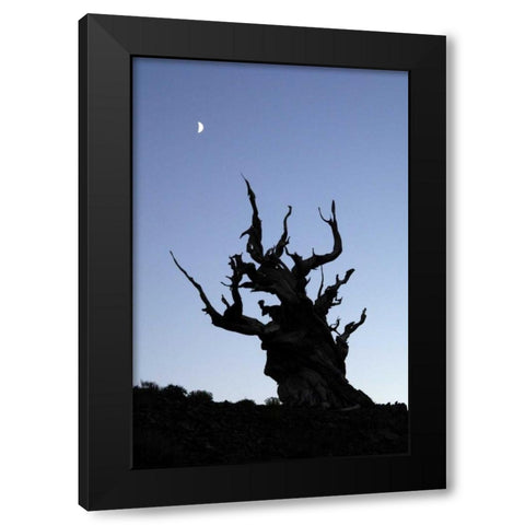 CA, White Mts, Moon and ancient bristlecone pine Black Modern Wood Framed Art Print by Kirkland, Dennis