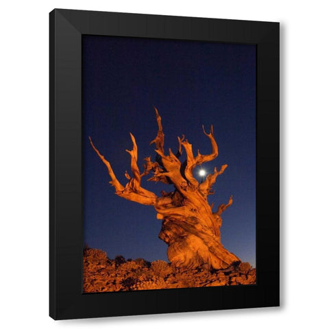 CA, White Mts, Moon and bristlecone pine tree Black Modern Wood Framed Art Print by Kirkland, Dennis