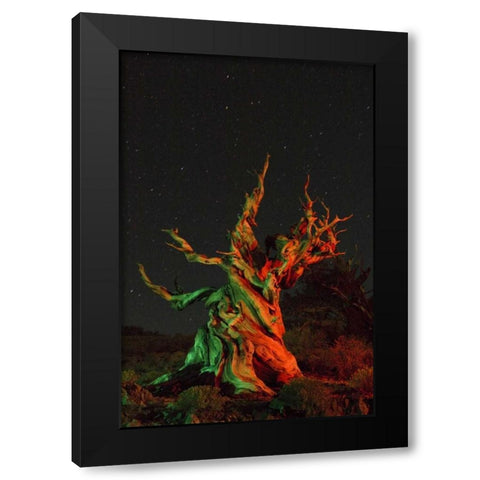 CA, White Mts, Bristlecone pine tree at night Black Modern Wood Framed Art Print with Double Matting by Kirkland, Dennis