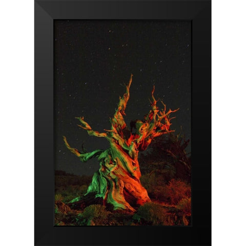 CA, White Mts, Bristlecone pine tree at night Black Modern Wood Framed Art Print by Kirkland, Dennis