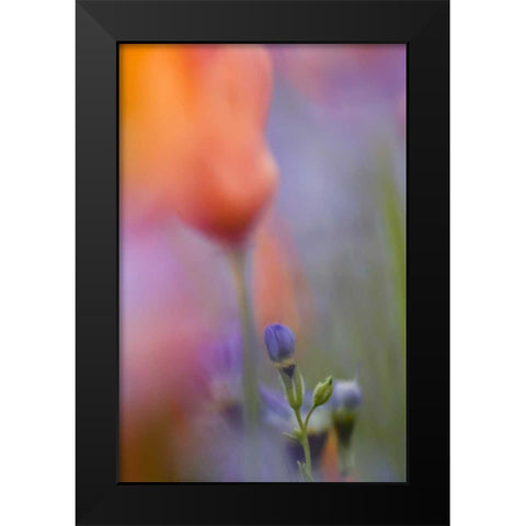California, Abstract of poppies and gilia flowers Black Modern Wood Framed Art Print by Anon, Ellen