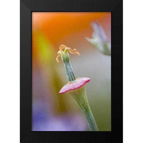 California, Poppy flower without petals Black Modern Wood Framed Art Print by Anon, Ellen