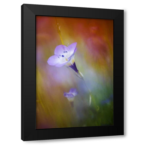 California, Abstract of gilia amidst flowers Black Modern Wood Framed Art Print with Double Matting by Anon, Ellen