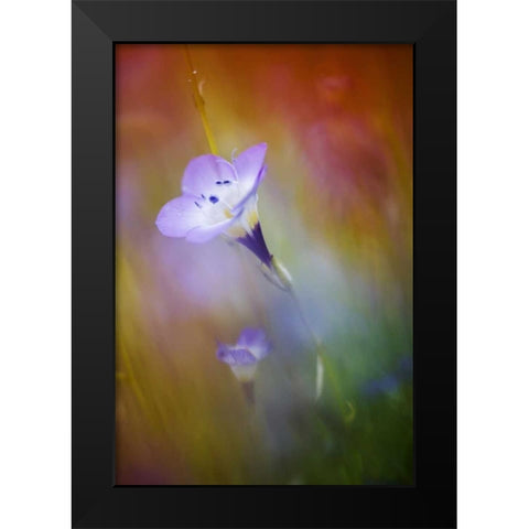 California, Abstract of gilia amidst flowers Black Modern Wood Framed Art Print by Anon, Ellen