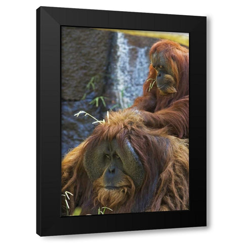 California, Sacramento Sumatran orangutans Black Modern Wood Framed Art Print with Double Matting by Flaherty, Dennis