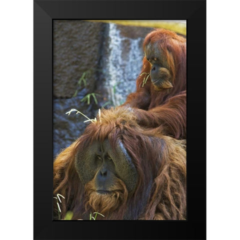 California, Sacramento Sumatran orangutans Black Modern Wood Framed Art Print by Flaherty, Dennis