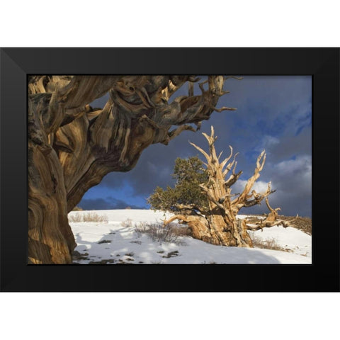 CA, White Mts Ancient bristlecone pine trees Black Modern Wood Framed Art Print by Flaherty, Dennis