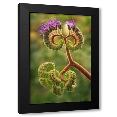 CA, Death Valley NP Phacelia plant in bloom Black Modern Wood Framed Art Print by Flaherty, Dennis