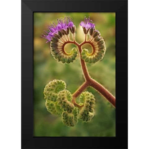 CA, Death Valley NP Phacelia plant in bloom Black Modern Wood Framed Art Print by Flaherty, Dennis