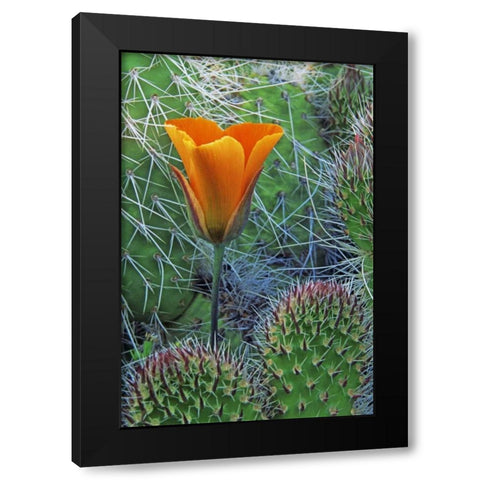 CA, Death Valley NP Mariposa tulip amid cacti Black Modern Wood Framed Art Print by Flaherty, Dennis