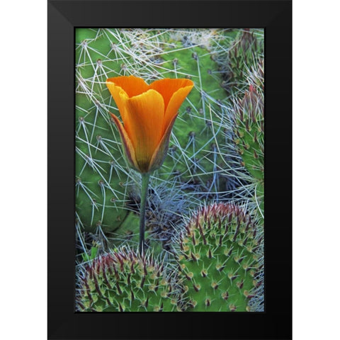 CA, Death Valley NP Mariposa tulip amid cacti Black Modern Wood Framed Art Print by Flaherty, Dennis