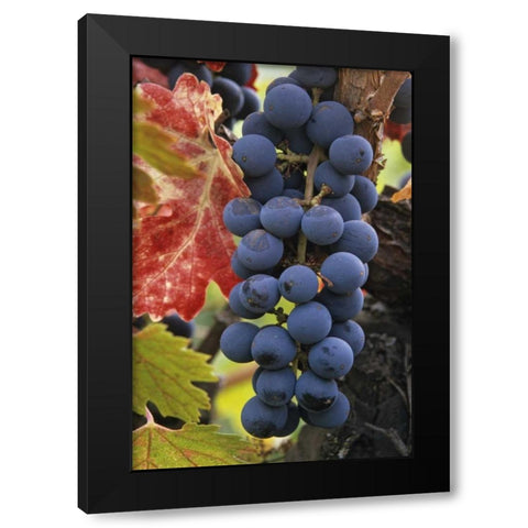 CA, Detail of Cabernet Sauvignon grapes Black Modern Wood Framed Art Print by Flaherty, Dennis