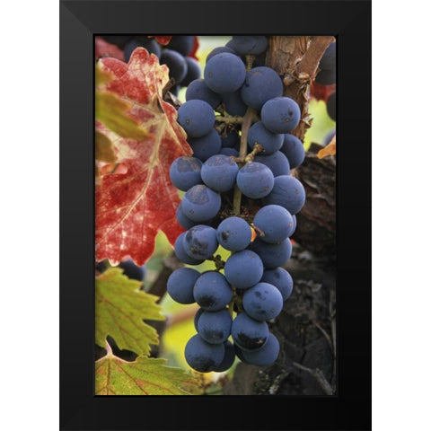 CA, Detail of Cabernet Sauvignon grapes Black Modern Wood Framed Art Print by Flaherty, Dennis