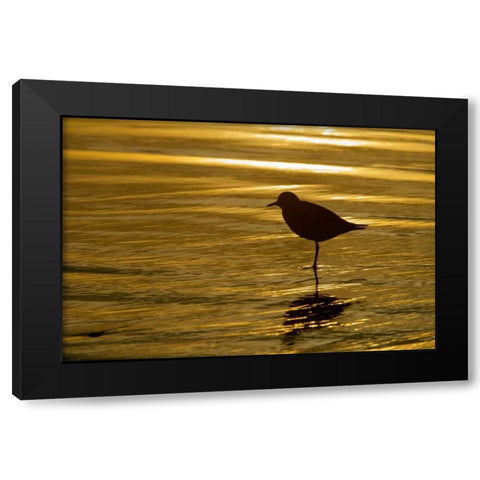 CA, La Jolla Shores Black-bellied plover Black Modern Wood Framed Art Print by Morris, Arthur