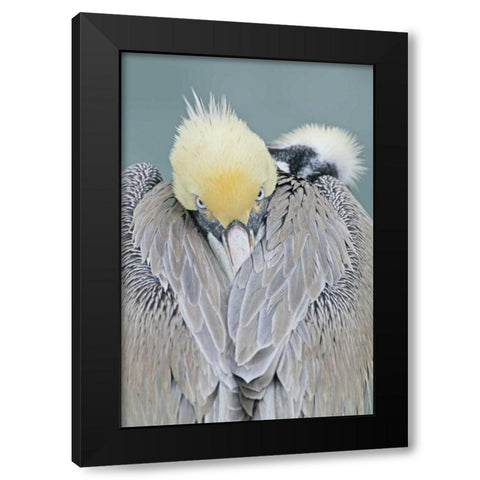 CA, La Jolla Brown pelican adult portrait Black Modern Wood Framed Art Print by Morris, Arthur