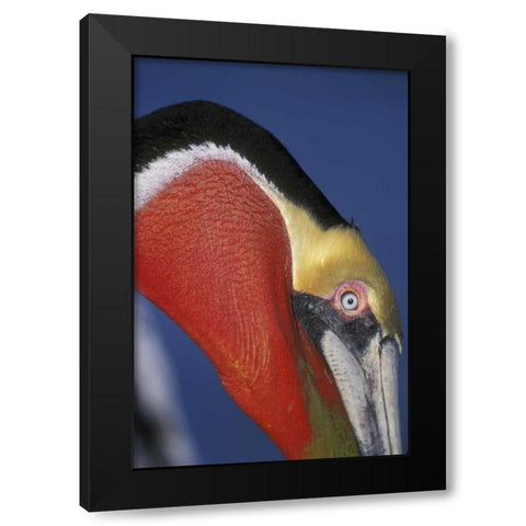 CA, La Jolla Brown pelican in breeding plumage Black Modern Wood Framed Art Print by Morris, Arthur