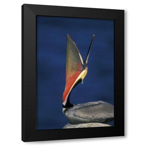 CA, La Jolla Brown pelican doing a head throw Black Modern Wood Framed Art Print with Double Matting by Morris, Arthur