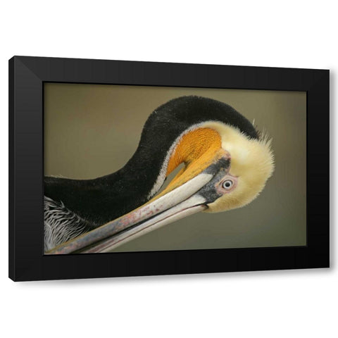 California, La Jolla Brown pelican preening Black Modern Wood Framed Art Print with Double Matting by Morris, Arthur