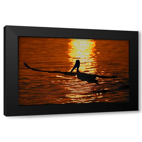CA, Bolsa Chica Lagoon Brown pelican takes off Black Modern Wood Framed Art Print with Double Matting by Morris, Arthur