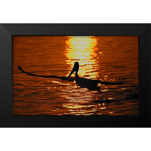 CA, Bolsa Chica Lagoon Brown pelican takes off Black Modern Wood Framed Art Print by Morris, Arthur