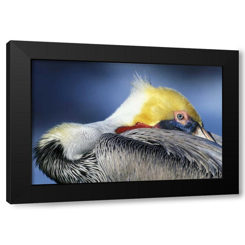 CA, La Jolla Brown pelican resting and watchful Black Modern Wood Framed Art Print by Morris, Arthur