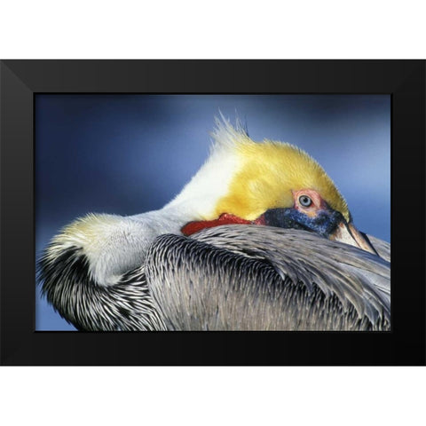 CA, La Jolla Brown pelican resting and watchful Black Modern Wood Framed Art Print by Morris, Arthur