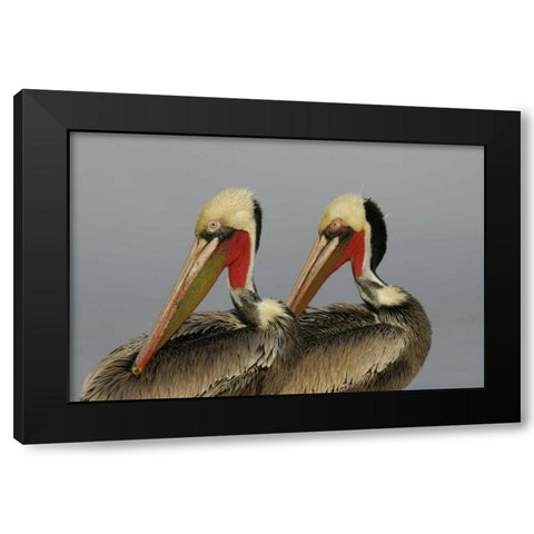 CA, La Jolla Brown pelicans preening in rhythm Black Modern Wood Framed Art Print by Morris, Arthur