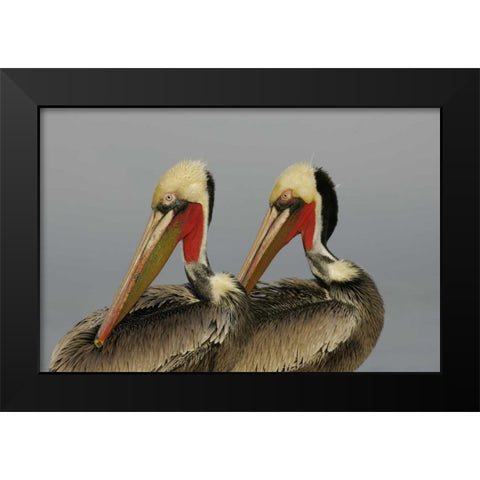 CA, La Jolla Brown pelicans preening in rhythm Black Modern Wood Framed Art Print by Morris, Arthur