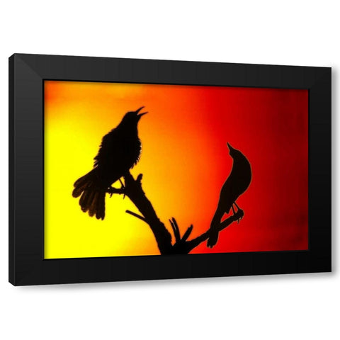 CA, Salton Sea NWR Great-tailed grackles Black Modern Wood Framed Art Print with Double Matting by Morris, Arthur