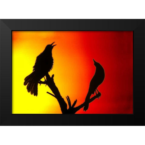 CA, Salton Sea NWR Great-tailed grackles Black Modern Wood Framed Art Print by Morris, Arthur