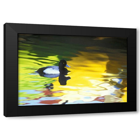 CA, Coronado Lesser scaup in water reflections Black Modern Wood Framed Art Print by Morris, Arthur