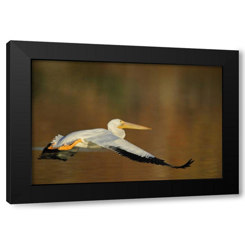CA, Santee Lakes Park White pelican in flight Black Modern Wood Framed Art Print with Double Matting by Morris, Arthur