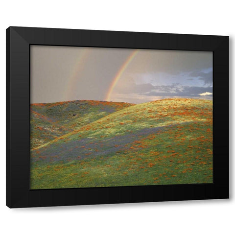 CA Hills with wildflowers and a double rainbow Black Modern Wood Framed Art Print with Double Matting by Zuckerman, Jim
