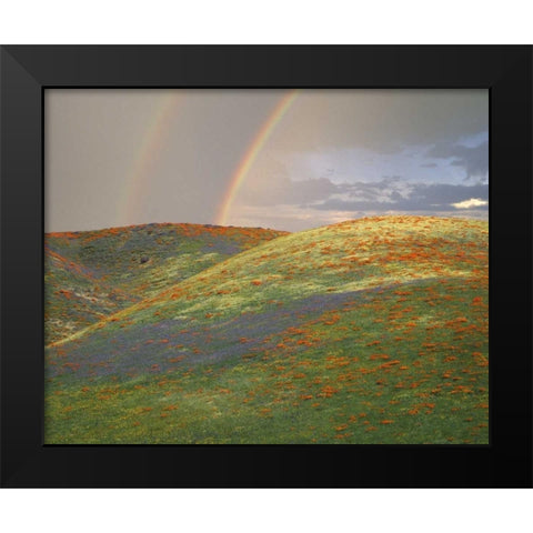 CA Hills with wildflowers and a double rainbow Black Modern Wood Framed Art Print by Zuckerman, Jim