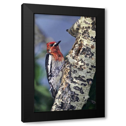 CA, Eastern Sierras, Male red-breasted sapsucker Black Modern Wood Framed Art Print with Double Matting by Welling, Dave