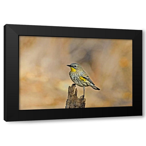 CA, Los Angeles Male yellow-rumped warbler Black Modern Wood Framed Art Print by Welling, Dave