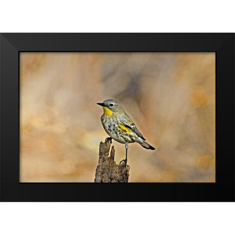CA, Los Angeles Male yellow-rumped warbler Black Modern Wood Framed Art Print by Welling, Dave
