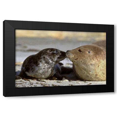 CA, La Jolla Wild harbor seal mother and pup Black Modern Wood Framed Art Print with Double Matting by Welling, Dave