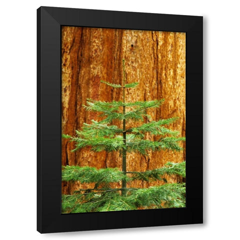 CA, Yosemite Sequoia tree in the Mariposa Grove Black Modern Wood Framed Art Print with Double Matting by Flaherty, Dennis