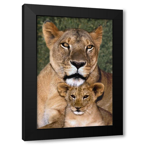 CA, Los Angeles, African lioness mother and cub Black Modern Wood Framed Art Print with Double Matting by Welling, Dave