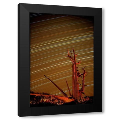 CA, Inyo NF, White Mts Star trails over pine Black Modern Wood Framed Art Print by Welling, Dave