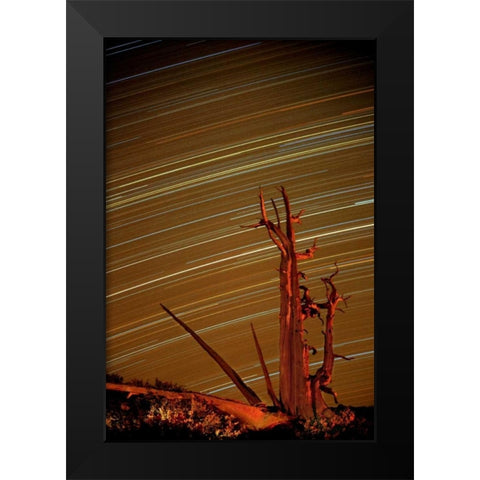 CA, Inyo NF, White Mts Star trails over pine Black Modern Wood Framed Art Print by Welling, Dave