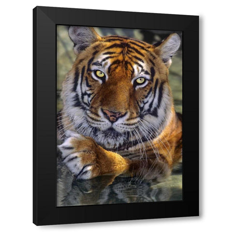 CA, Los Angeles Co, Bengal tiger in water Black Modern Wood Framed Art Print with Double Matting by Welling, Dave