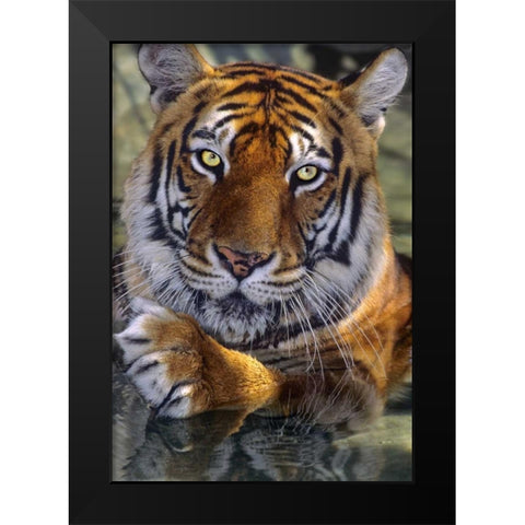 CA, Los Angeles Co, Bengal tiger in water Black Modern Wood Framed Art Print by Welling, Dave