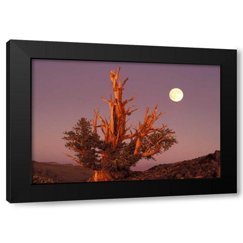 CA, Inyo NF, Full moon rising in Pine Forest Black Modern Wood Framed Art Print by Welling, Dave