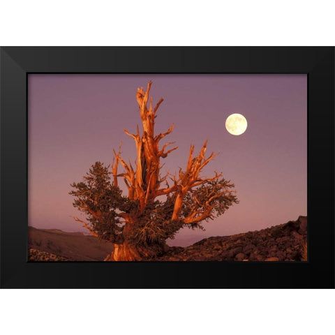 CA, Inyo NF, Full moon rising in Pine Forest Black Modern Wood Framed Art Print by Welling, Dave