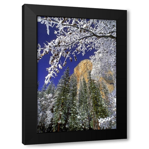 CA, Yosemite El Capitan framed by oaks in winter Black Modern Wood Framed Art Print by Welling, Dave