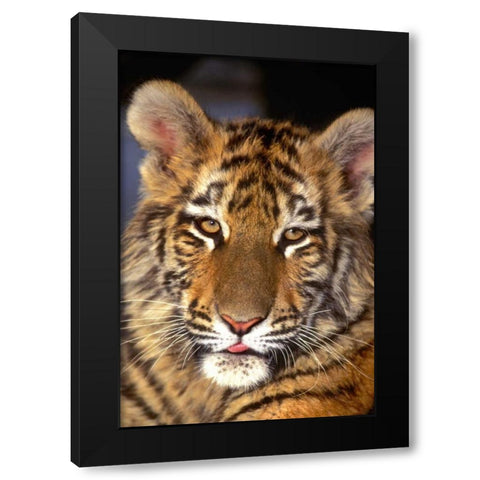 CA, Los Angeles Co, Portrait of Bengal tiger cub Black Modern Wood Framed Art Print with Double Matting by Welling, Dave