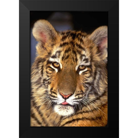 CA, Los Angeles Co, Portrait of Bengal tiger cub Black Modern Wood Framed Art Print by Welling, Dave